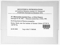Image of Marssonina martinii